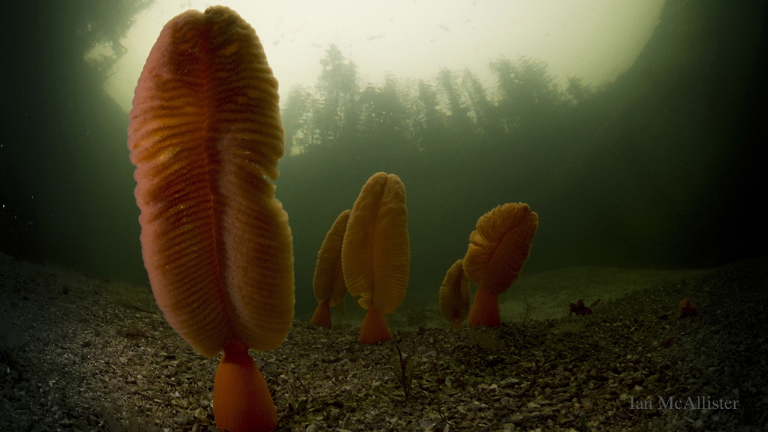 HUMANS Electronic Music Vancouver Sitka